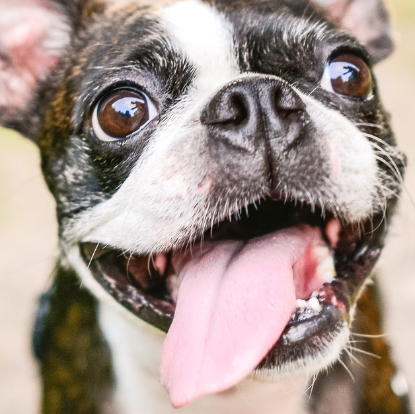  A Importância do Cuidado Oral nos Pets